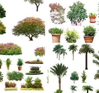 palm_plant_tree_cut_png_psd-arsifan
