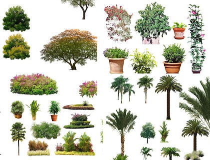 palm_plant_tree_cut_png_psd-arsifan